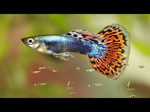 Video: Apa yang dimakan ikan merak?