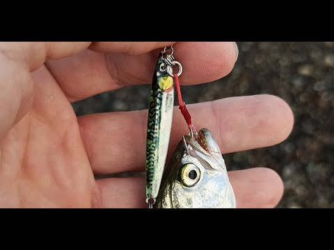 გონიოს ლუფარი, სტავრიდა და დრაკონი, მეტალ ჯიგებზე და ყანყალაზე.