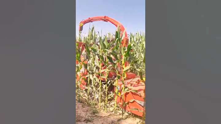Corn Harvesting with Powerful Machine – Fast and Efficient Farming Technology #shorts