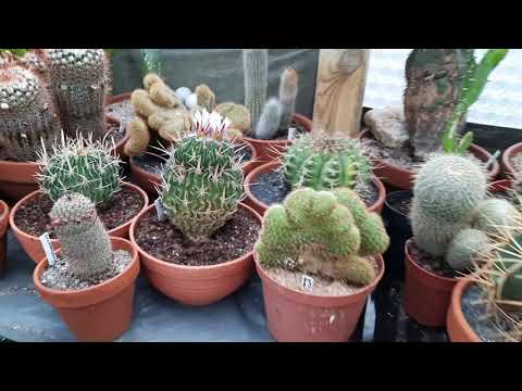 Video: Blauwe Agave (34 Foto's): Is Het Een Cactus Of Niet? Hoe Ziet En Groeit De Plant?