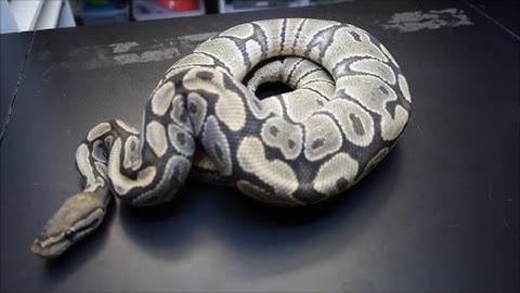 Best way to start a recessive breeding project