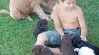 Standard Poodle Puppies For Sale - 2013.6.27 4 Weeks Old - Springer Clan Standard Poodles by Springer Clan Standard Poodles 1,828 views 10 years ago 2 minutes, 35 seconds