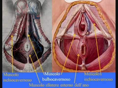 Risposte di alcolismo di terapia di quanto