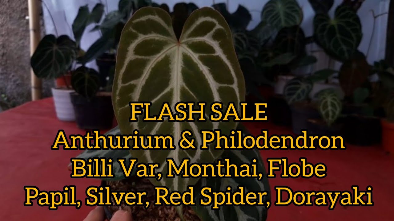 FLASH SALE 22 Dec 25 Anthurium & Philo Billi Var, Monthai, Flobe, Papil, Silver,Red Spider, Dora ...