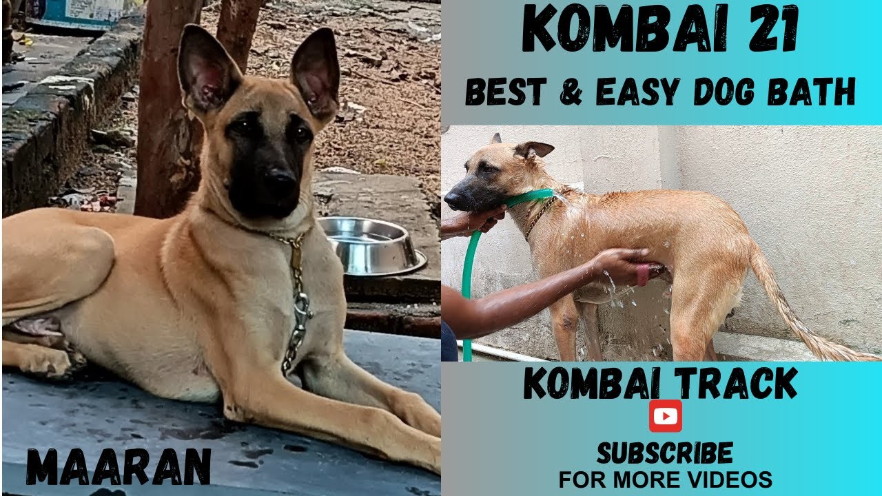 how-to-bath-a-dog-kombai-youtube