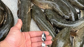 chia sẻ và hướng sẫn ACE câu cá lóc đen sao cho hiệu quả  #fishing #lurefishing #lure #cauca