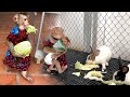 [Daily Routine] Queen Judee Feeding Cabbage To Rabbits