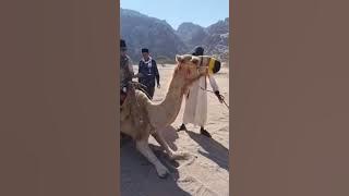 CARA NAIK UNTA YANG BENAR. #shortvideo