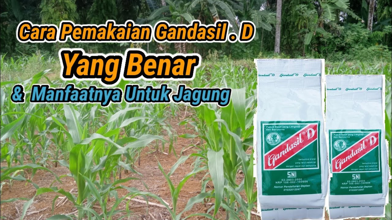Panduan Penggunaan Pupuk Gandasil D yang Efektif cara menggunakan pupuk gandasil d