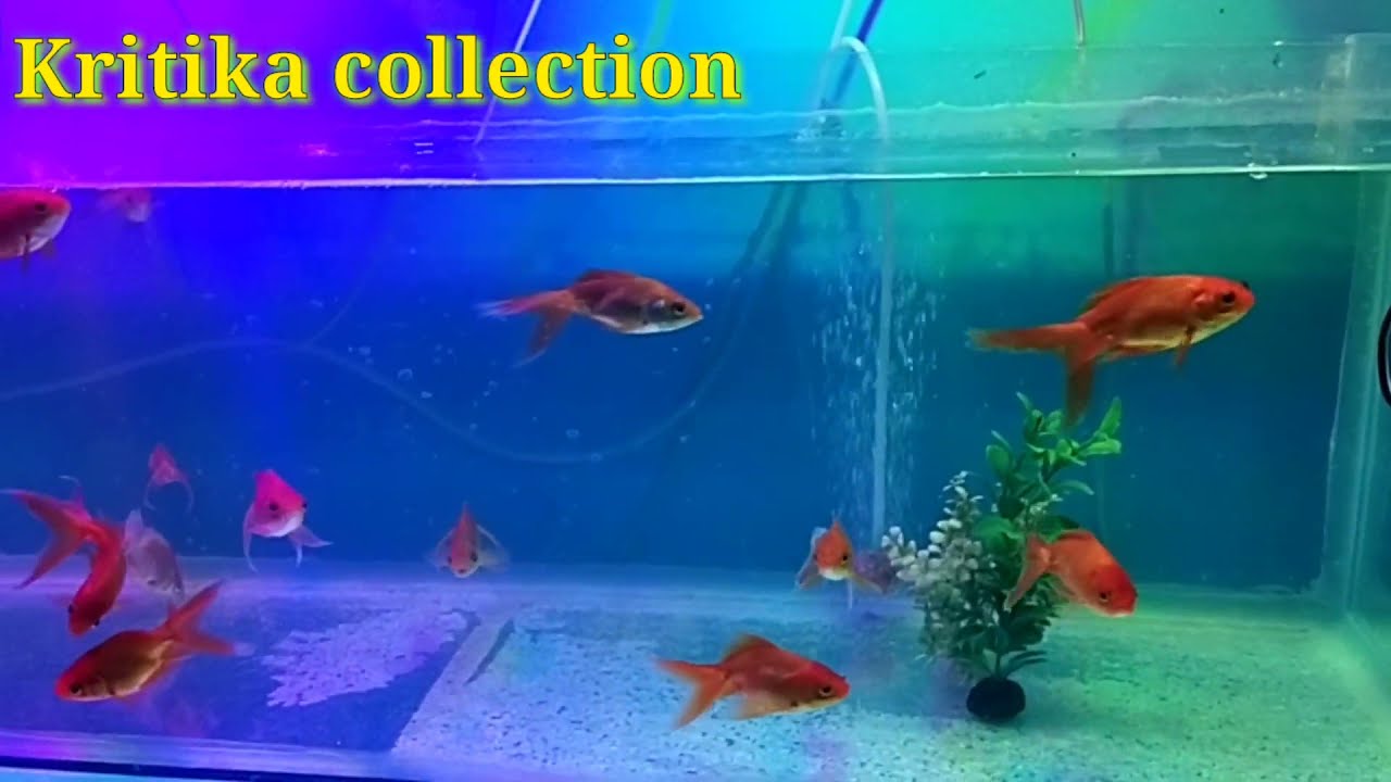 Kritika collection fish shop Malda | Gopal Saha | aquarium fish shop