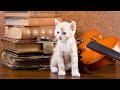 Classical music for kids in the classroom  mozart for kids  instrumental music for children