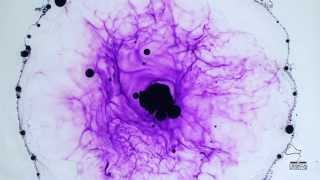 Hydrocarbon vs Ink - Implosion