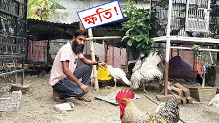 গরমে কার প্রাণি গুলো কেমন আছে ? || Bird's Canvas