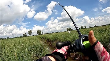 Câu cá lóc Tân Phú Đông nắng nóng cháy da mà cá vẫn ăn rất mạnh | Thái Nguyễn fishing