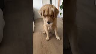 Golden Retriever Puts up Brave Fight Against Tomato by Storyful Viral 1,181 views 1 day ago 1 minute, 19 seconds