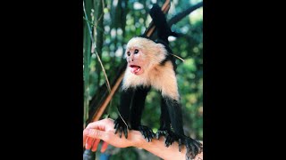 3 Cool Facts About Monkeys...🐒🙉🙈🐵🙊🐒#monkey #monkeys #animalfacts #animals #wildlife