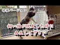 【保存用】猫が寄ってくる鳴き声。母猫が子猫を呼ぶ鳴き声。猫脱走時用。14分間リピート編集。猫を探してる時に使ってください。