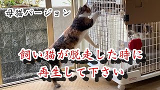 【保存用】猫が寄ってくる鳴き声。母猫が子猫を呼ぶ鳴き声。猫脱走時用。14分間リピート編集。猫を探してる時に使ってください。