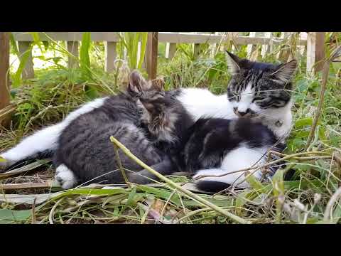 ドヴォルザーク 新世界より From The New World ヒーリングミュージックアレンジ