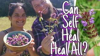 Self Heal  Everything You Need To Know & How to Use This Healing Wild Herb  (prunela vulgaris)