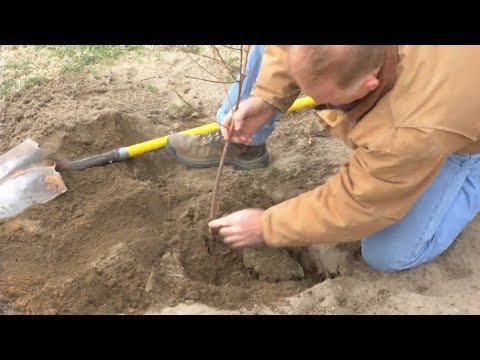 فيديو: ما هو الخوخ الباسل: تعرف على كيفية زراعة الخوخ الباسل