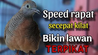 Download Lagu Perkutut lokal gacor speed rapat lawan terpikat  MP3 Download Lagu Perkutut lokal gacor speed rapat lawan terpikat  MP3