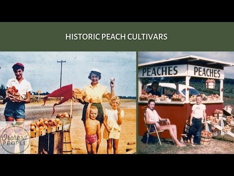 Video: Peach „Belle Of Georgia”: Aflați despre îngrijirea arborilor de piersici Belle Of Georgia