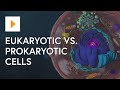 Eukaryotic Vs. Prokaryotic Cells