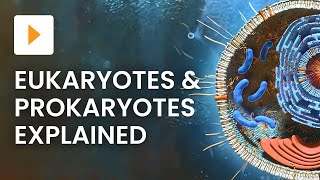 Prokaryotic vs Eukaryotic Cells - High School Biology