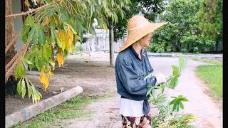 Potong Pokok Ubi