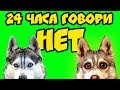 24 ЧАСА ГОВОРИ НЕТ (Хаски Бублик) Говорящая собака Mister Booble
