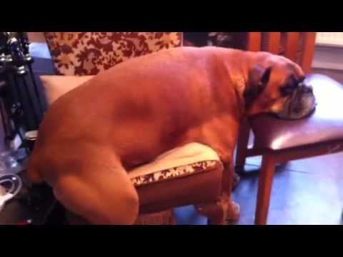 biggest boxer dog in the world