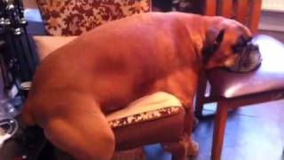 largest boxer dog