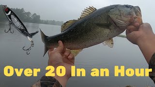 WHOPPER PLOPPER FRENZY!!! Summer Topwater Bass Fishing