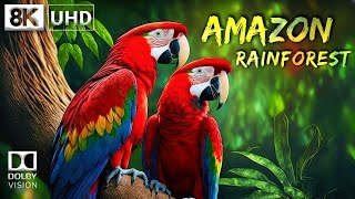 Amazon Rainforest 🌳 In 8K Ultra Hd [60Fps] Dolby Vision | Nature's Sound