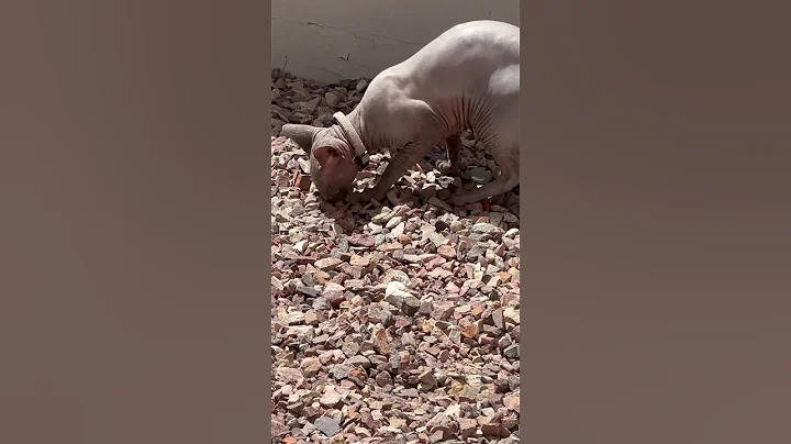 Watch the video about When the hairless cat goes on an adventure #hairlesscats #sphynx #trending #cat