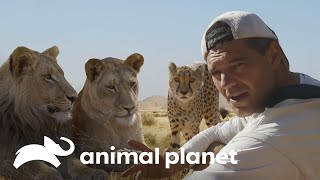 Frank interactúa sin miedo con felinos salvajes | Wild Frank | Animal Planet