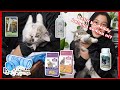 SHOPEE HAUL w/ King | Unboxing toys, vitamin, supplements wajib untuk kucing gebu gebas