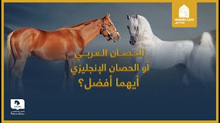 الحصان العربي أو الحصان الإنجليزي، أيهما أفضل ؟