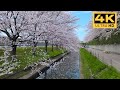A new spot in nabana no sato a row of cherry blossom trees somei yoshino  2023