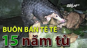 (VTC14)_Săn bắt, buôn bán Tê Tê có thể bị phạt tù tới 15 năm