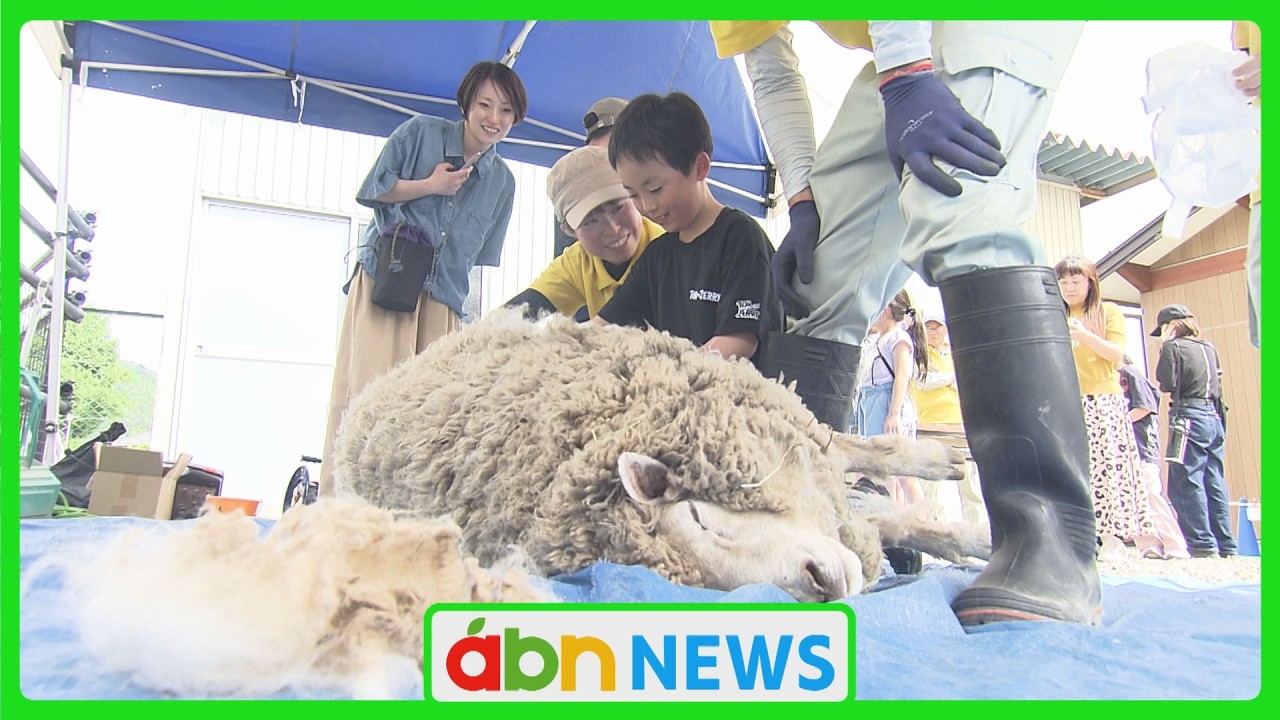 Children are thrilled by the annual sheep shearing experience at