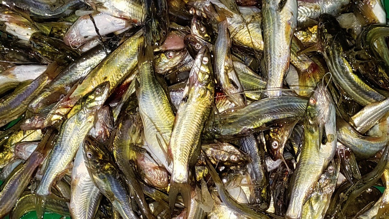 catfish curry recipe टेगना मछली बनाने कि विधि Baked catfish recipes