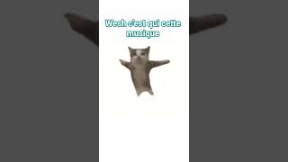 wesh le chat tu fait quoi
