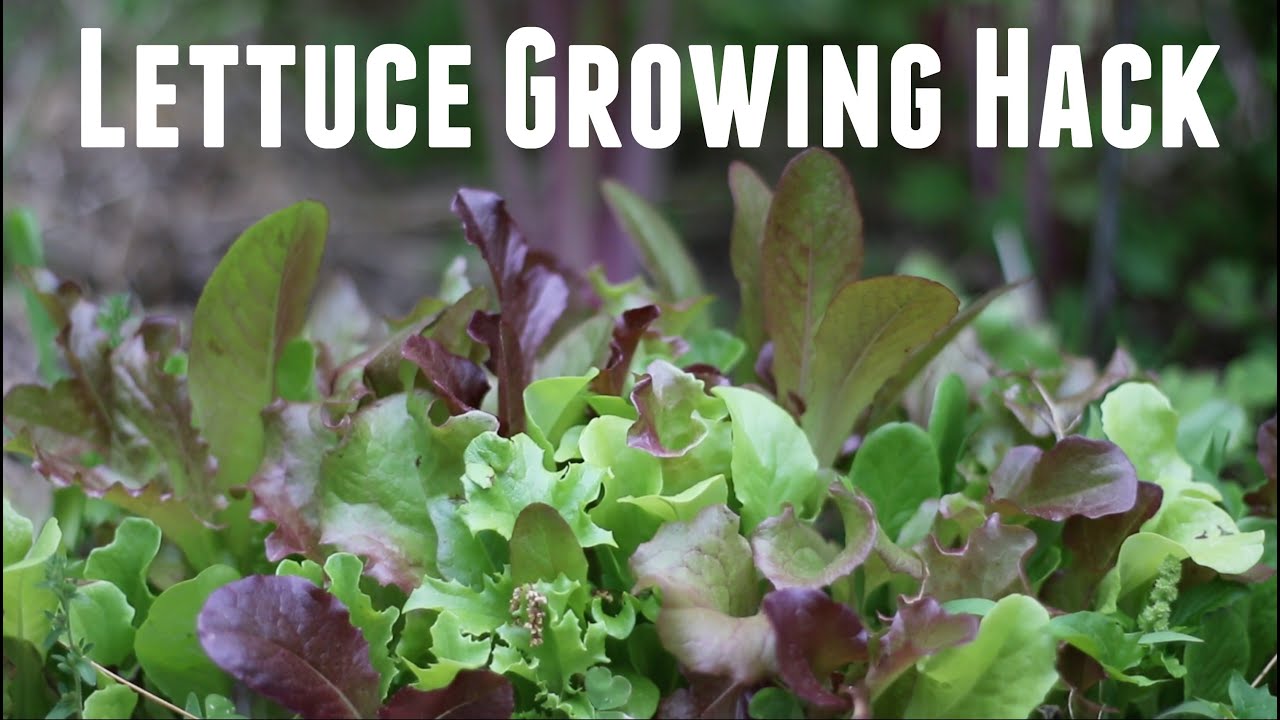 How to Grow Lettuce for Massive Yields - From Seed or Transplanting