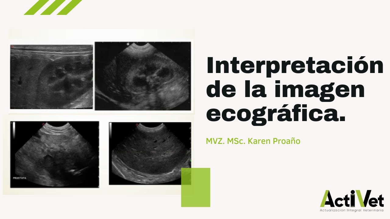 Interpretación de la imagen ecográfica en pequeñas especies.