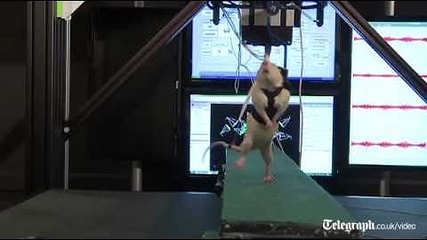 Paralysed rats walk again after spinal therapy