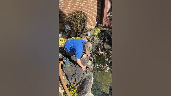 How we DEEP CLEAN a small KOI POND! 💦 part 1 | #shorts