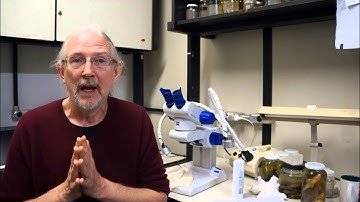 Internationalization at PUCRS Scientific Collections - Ictiology