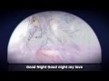 [IA] Good Night My Love/ グナイマイラブ- Sub esp and romaji + MP3